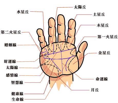 手掌橫紋多|掌紋(手掌上的紋線):掌紋的觀察,手相,診斷,指紋,